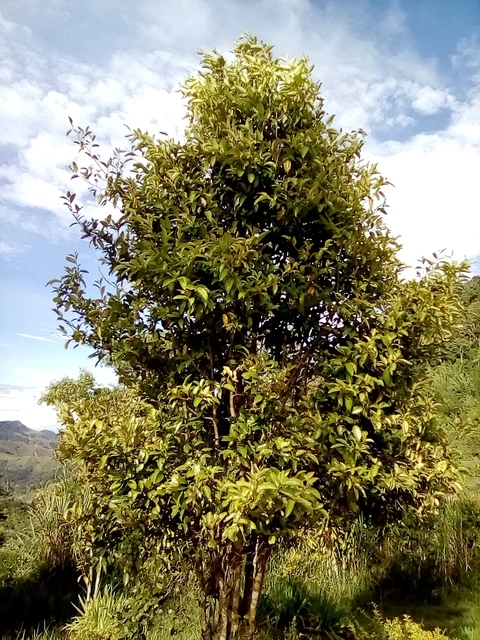 Wikquä, zä hŋquzi