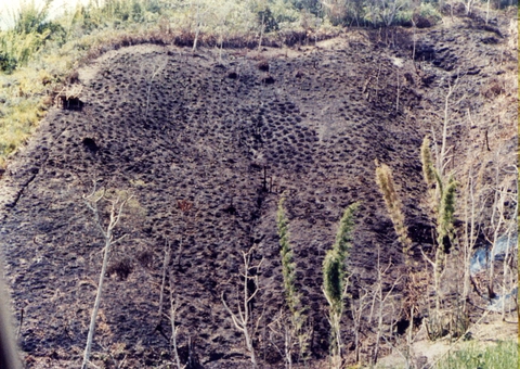 the start of a new garden